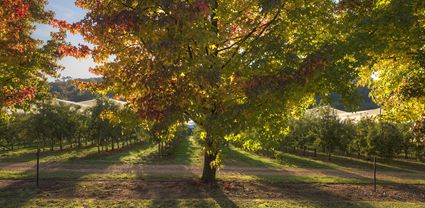 Shades of Autumn - VIC T (PBH4 00 13218)